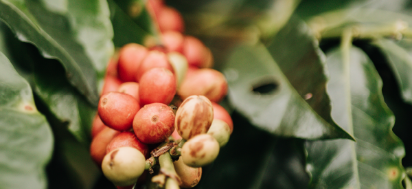 The Coffee Renaissance: Embracing the Resurgence of Robusta and Arabica Blends in Specialty Coffee.