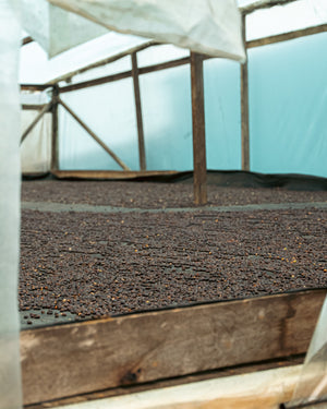 Coffee cherries drying on beds