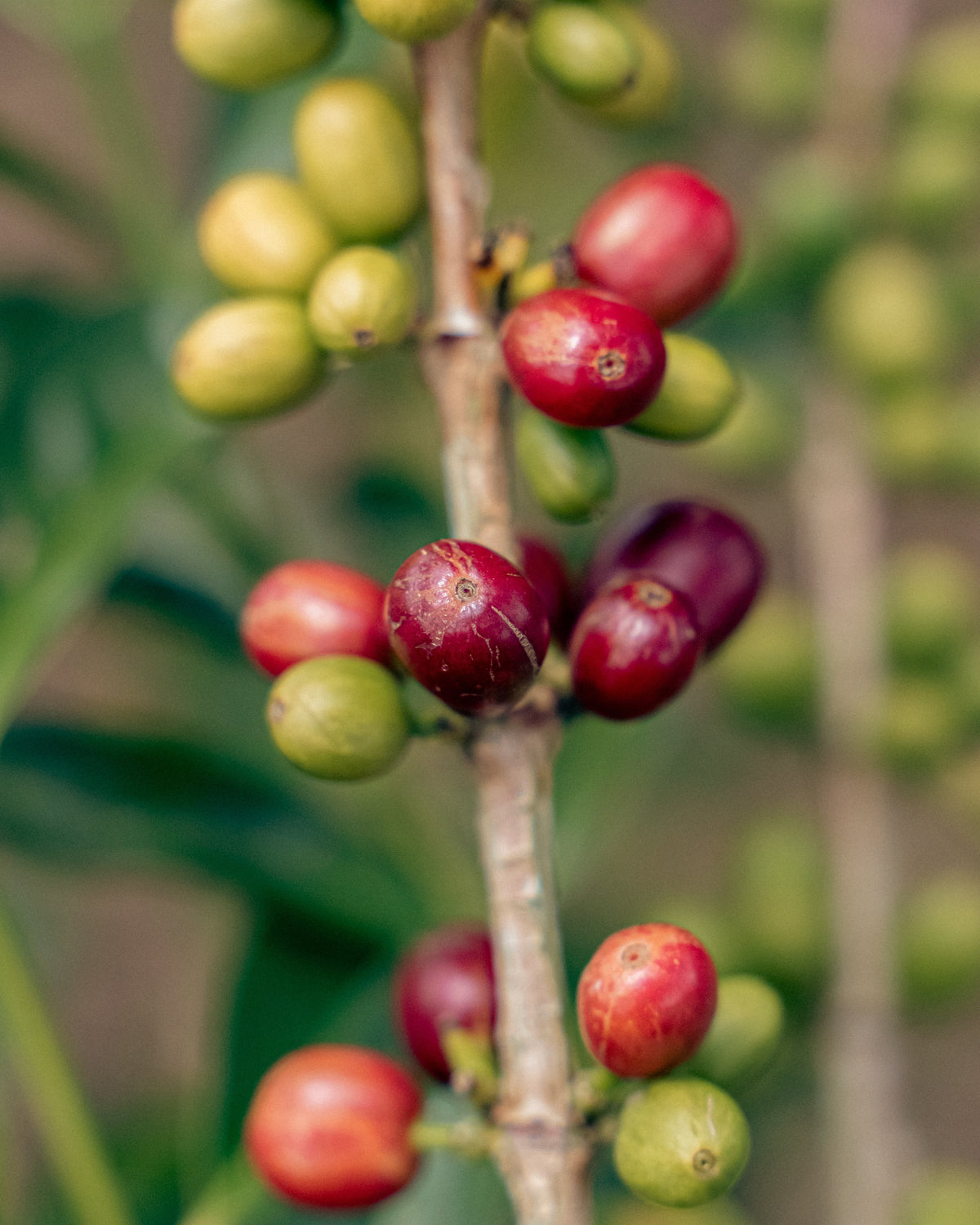 Close-up of coffee cherries on a branch with a blurred green background