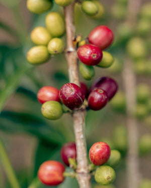 Close-up of coffee cherries on a branch with a blurred green background