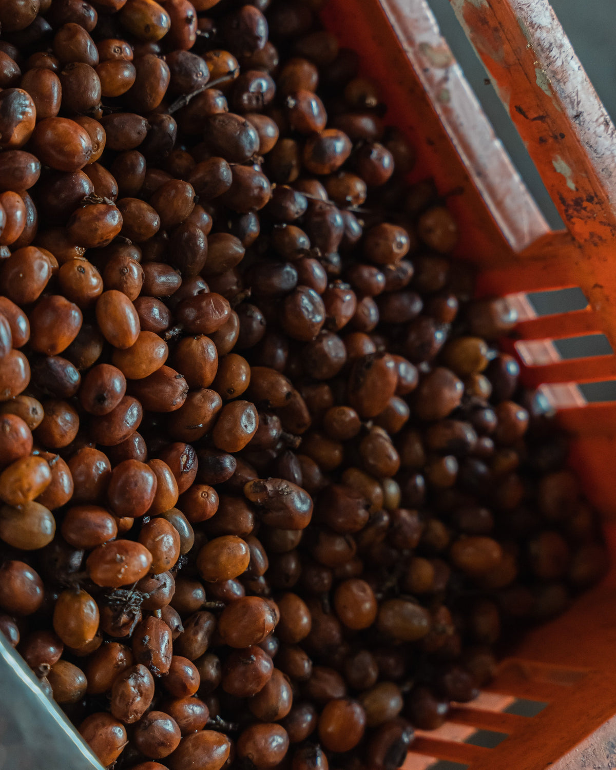Close-up of coffee beans in a red crate