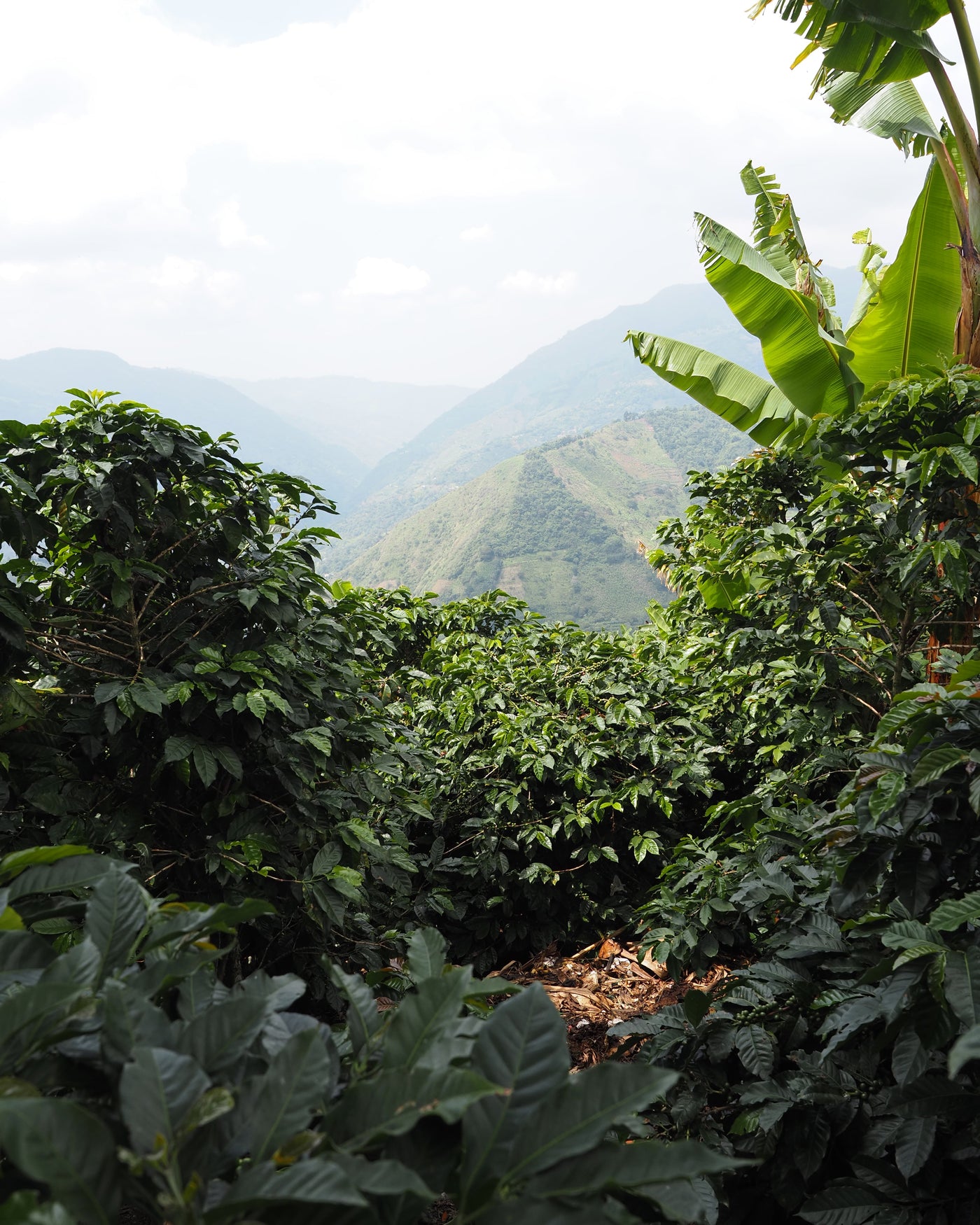 Finca La Cortina De Hierro, Colombia