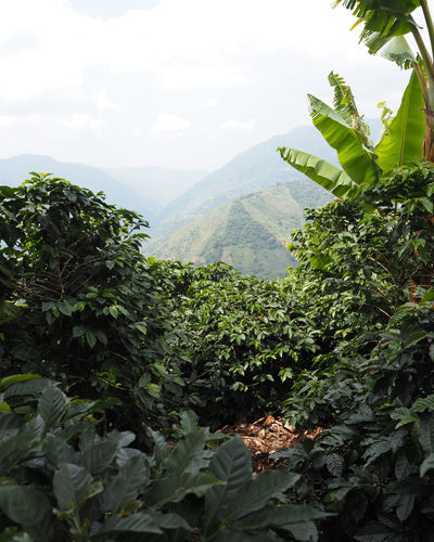 Finca La Cortina De Hierro, Colombia