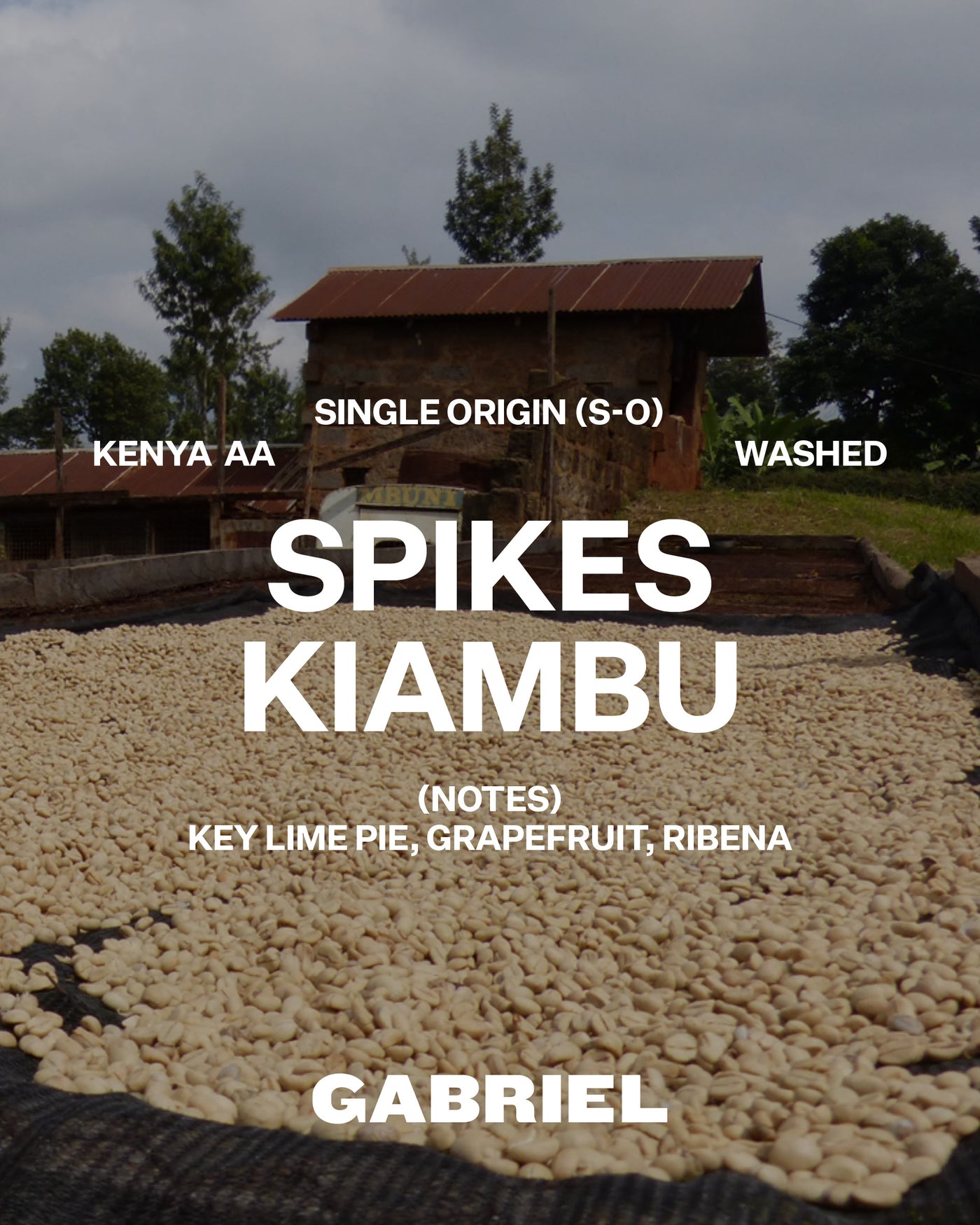 Spikes Kiambu, Kenya AA - Filter