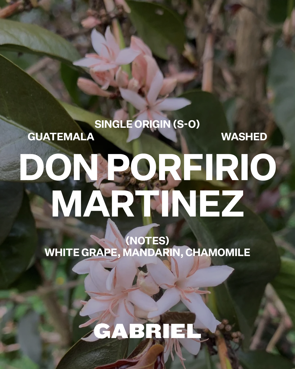 Don Porfirio Martinez, Guatemala - Filter (250g)